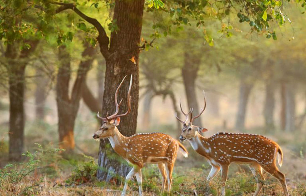 govind-wildlife-sanctuary.jpg