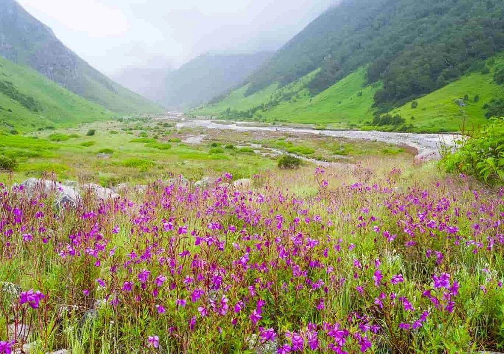 valley-of-flowers-national-park-uttarakhand.webp